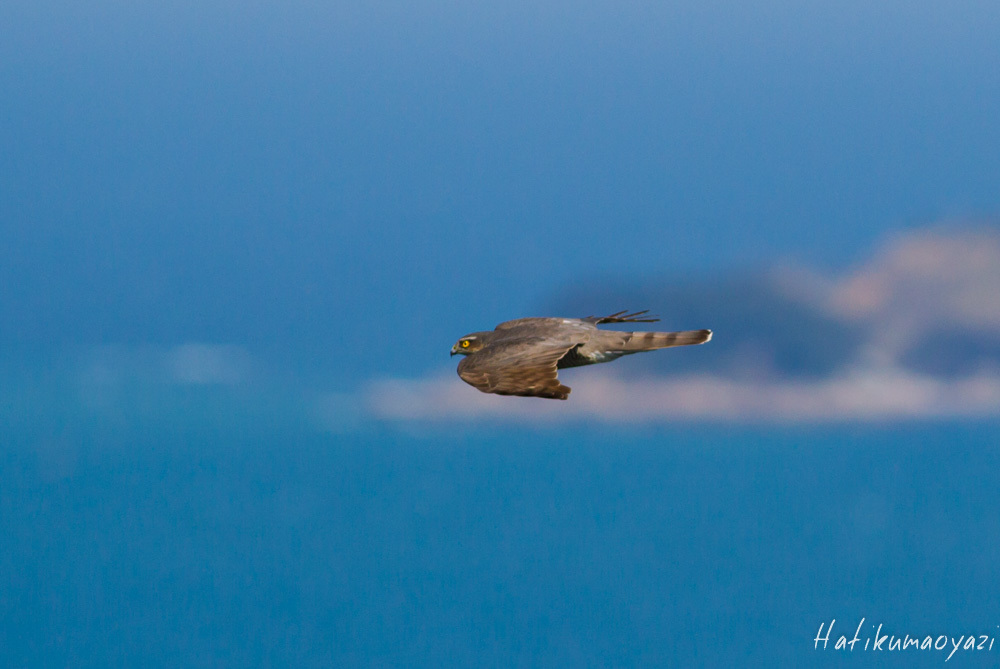 鳴門海峡ハイタカ祭り！！_e0123889_00021968.jpg