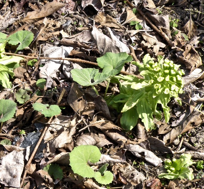 初めて知りました 雌雄異株のフキノトウとフキの花 楽餓鬼 初めて知りました 雌雄異株のフキノトウとフキの花 楽餓鬼