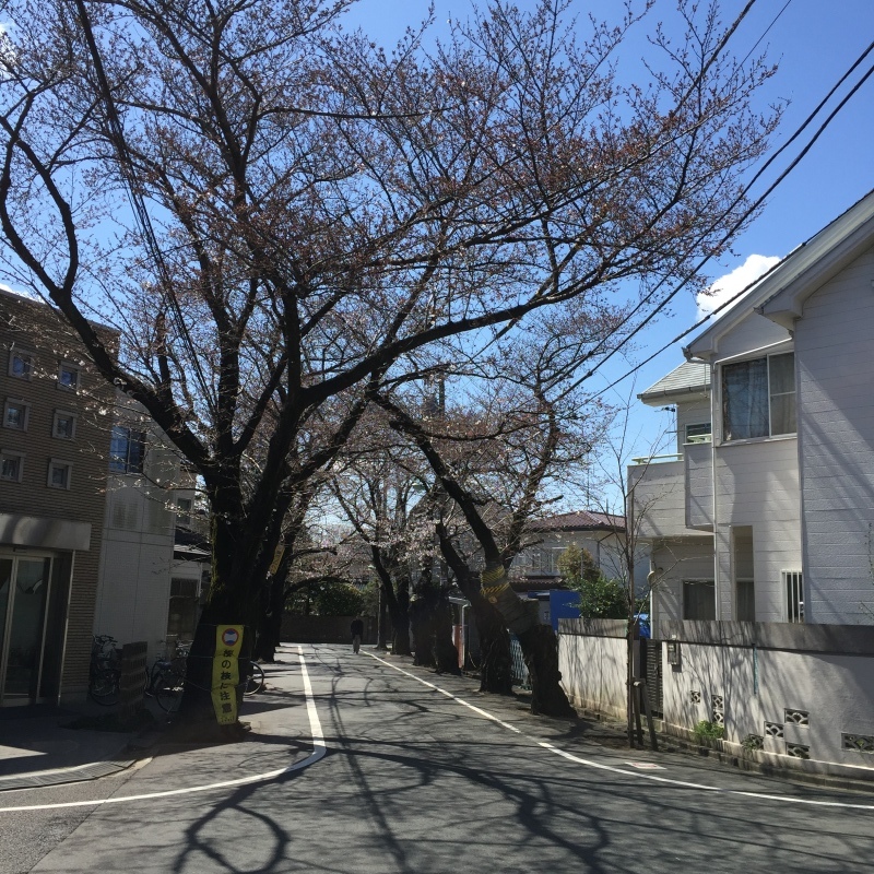 上北沢からの桜便り🌸🌸🌸_a0357894_14003182.jpeg