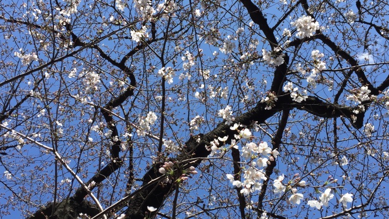 ほころび 始めた 桜_a0357894_14502036.jpeg