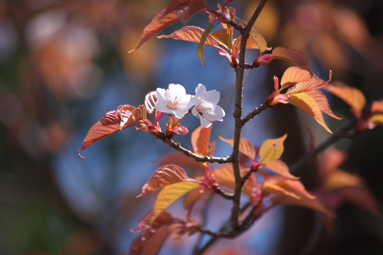 山桜、陽光桜　　県民の森～駅館川沿い_f0130601_21583224.jpg