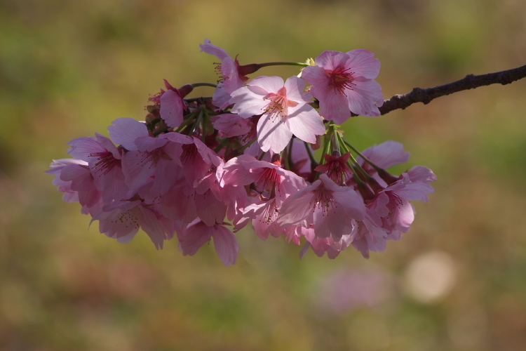 山桜、陽光桜　　県民の森～駅館川沿い_f0130601_21595431.jpg