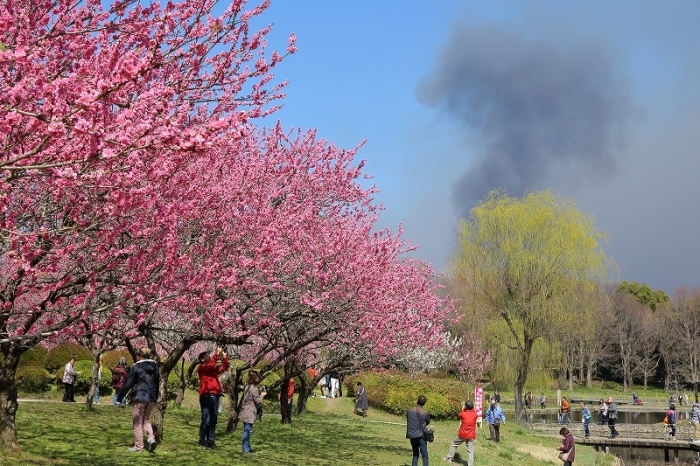 東京の桜は２分咲きから３分咲き、予定を変更して茨城県古河市の桃源郷で桃の花を撮ってきました。_b0291402_22553946.jpg