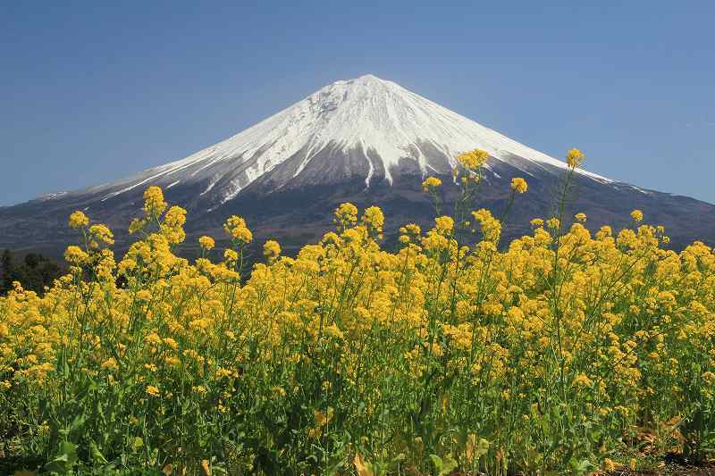 菜の花と富士山_a0188405_17051285.jpg