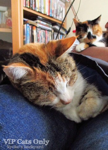 お猫様限定ですから_b0253205_01133127.jpg