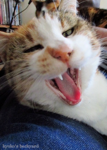 お猫様限定ですから_b0253205_01150525.jpg