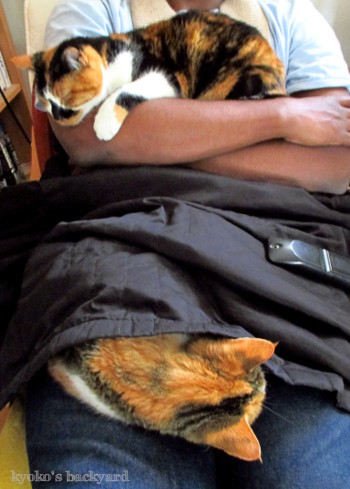お猫様限定ですから_b0253205_01163180.jpg