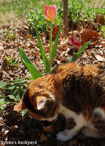 チューリップより、キャットニップ_b0253205_07153493.jpg
