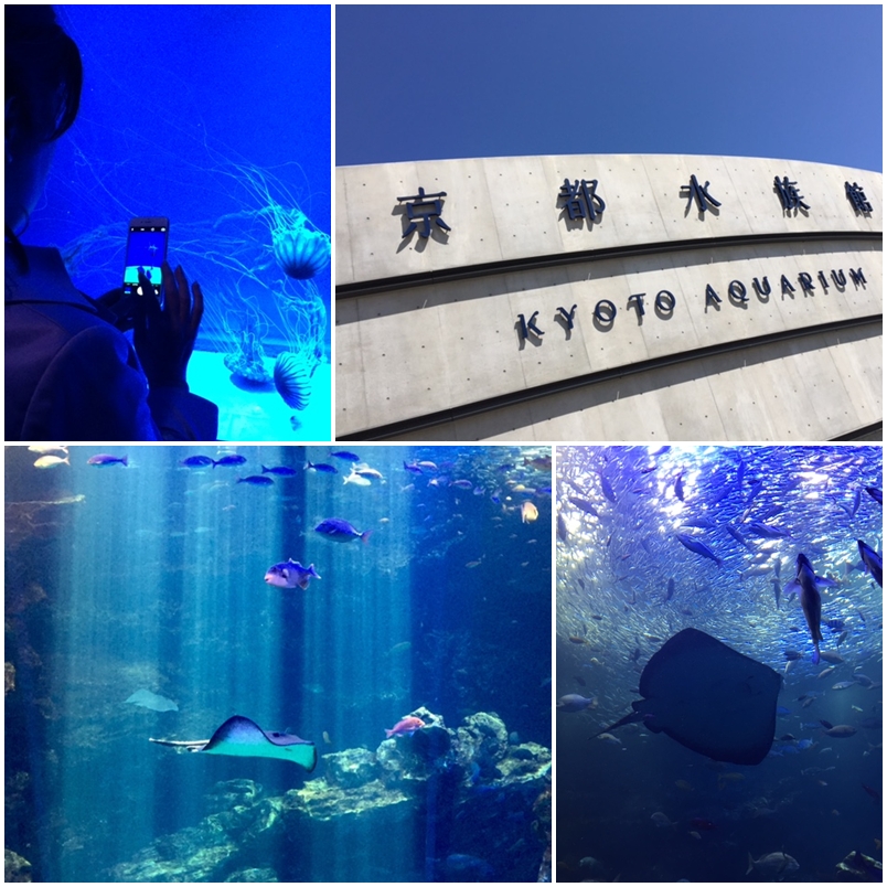 京都水族館_a0326106_1101380.jpg