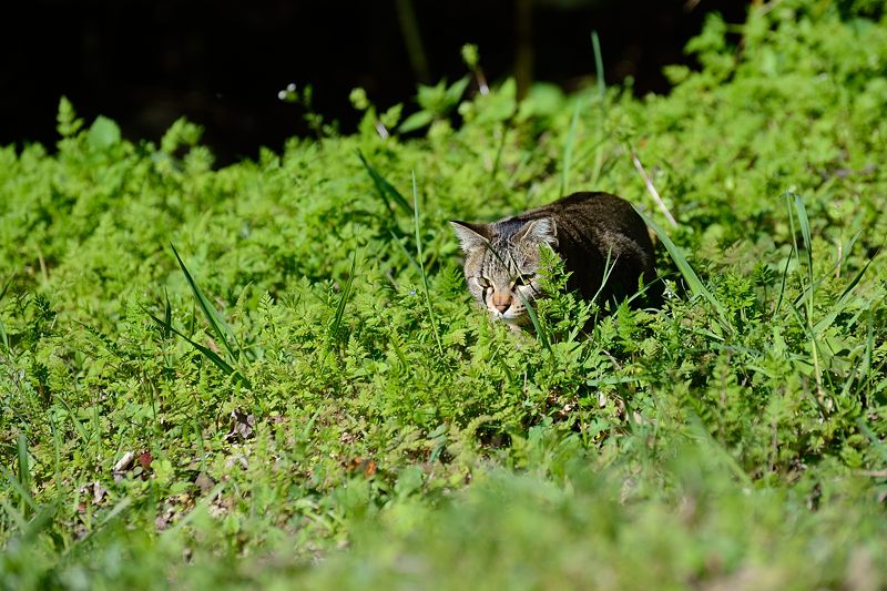 町角ニャンコ･春を捕まえろ！！！_f0032011_1761711.jpg