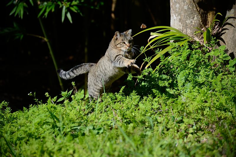 町角ニャンコ･春を捕まえろ！！！_f0032011_1784844.jpg