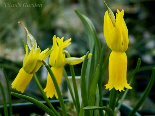 Narcissus cyclamineus_b0099813_039254.jpg