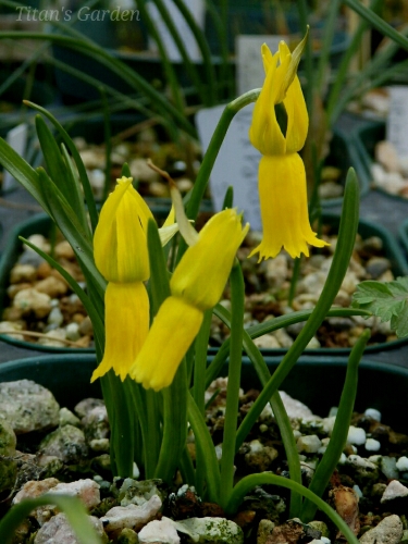 Narcissus cyclamineus_b0099813_0392542.jpg