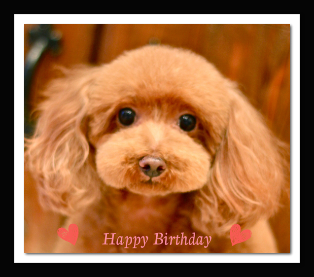 Happy Birthday♡ティアラちゃん_d0060413_19141069.jpg