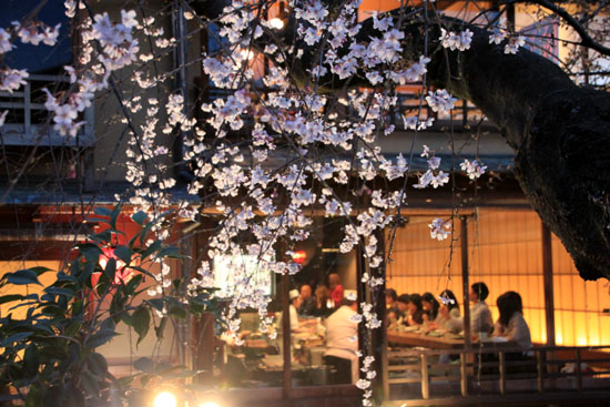 2016さくら便り8祇園白川_e0048413_20441872.jpg