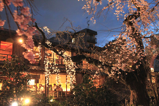 2016さくら便り8祇園白川_e0048413_20443311.jpg