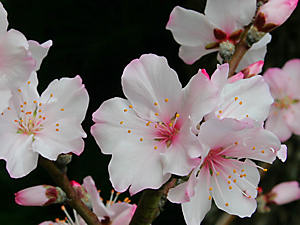 a0114314_91399.jpg