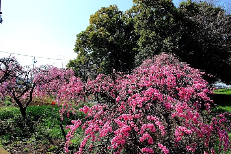 菜の花・桜_e0341417_19315435.jpg