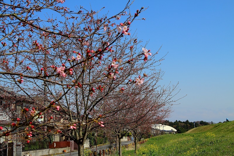 菜の花・桜_e0341417_19443121.jpg