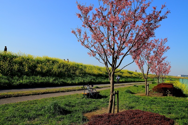 菜の花・桜_e0341417_19571362.jpg