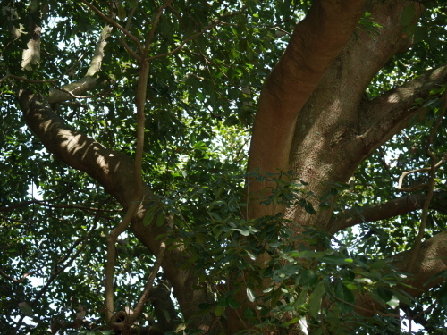 a0315918_16071546.jpg
