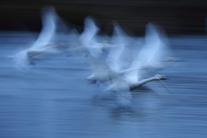  安曇野白鳥戦記Part2_d0349418_19323771.jpg