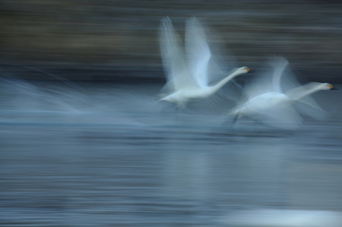  安曇野白鳥戦記Part2_d0349418_19360974.jpg