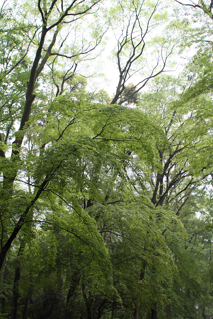 下鴨神社（前編）_b0169330_2155848.jpg