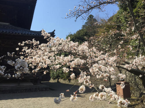 粉河寺 桜 2016〜①_c0329040_22430217.jpg