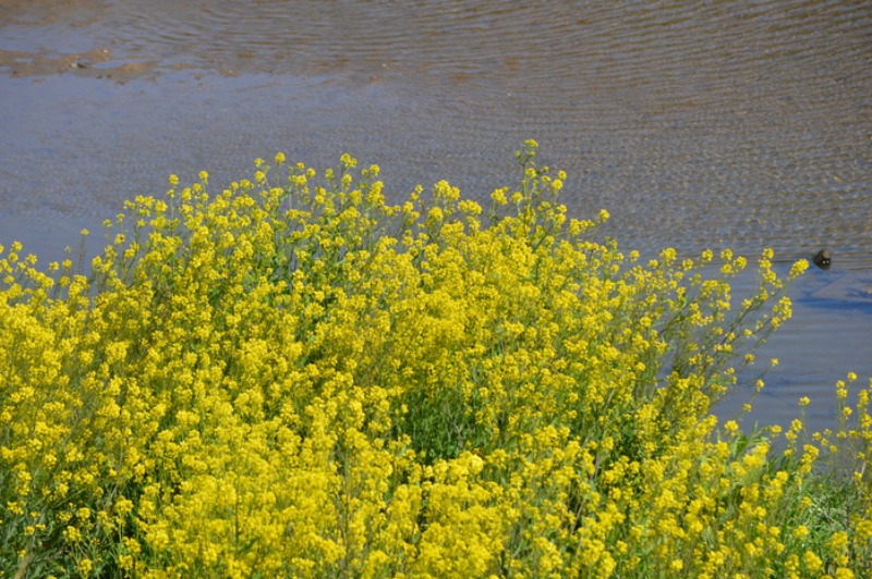 モンシロチョウ他 春の花と一緒に_d0254540_19365181.jpg