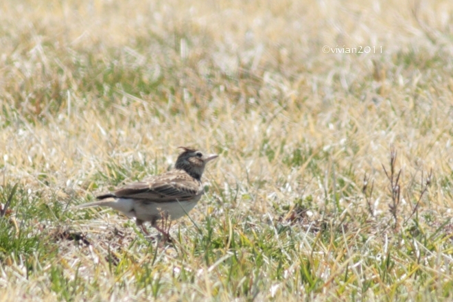 鬼怒グリーンパーク　～たまには宇都宮(白沢)側の野鳥に会いに～_e0227942_21450838.jpg