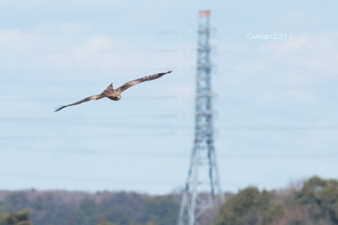 鬼怒グリーンパーク　～たまには宇都宮(白沢)側の野鳥に会いに～_e0227942_21512740.jpg