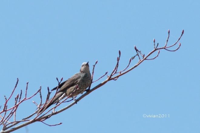 鬼怒グリーンパーク ~たまには宇都宮(白沢)側の野鳥に会いに~_e0227942_21564636.jpg