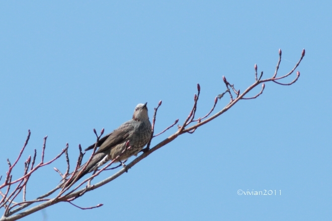 鬼怒グリーンパーク　～たまには宇都宮(白沢)側の野鳥に会いに～_e0227942_21564636.jpg