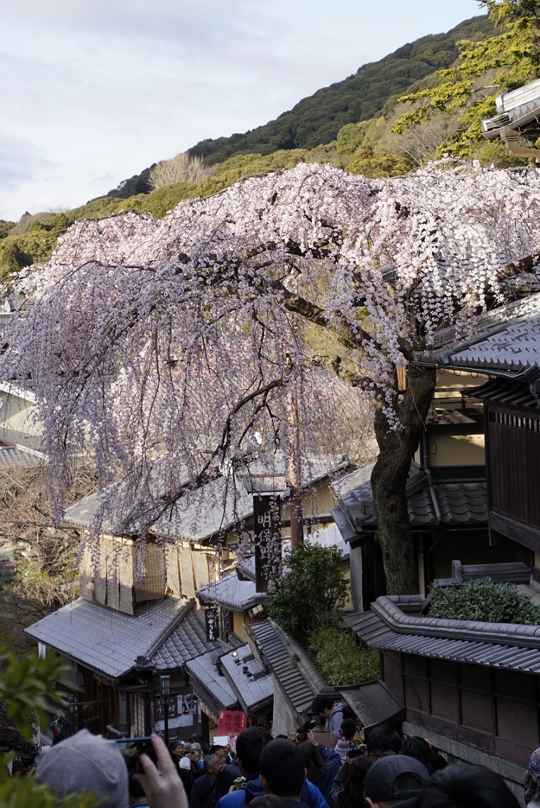 α77II in KYOTO_b0017844_15105127.jpg