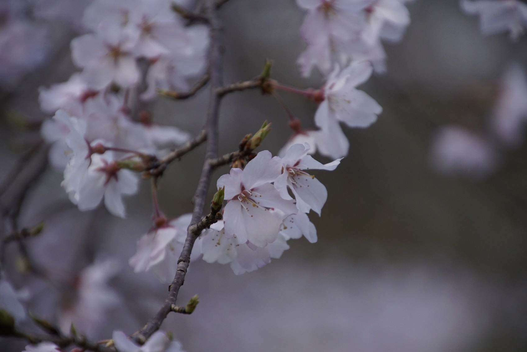 α77II in KYOTO_b0017844_15232291.jpg