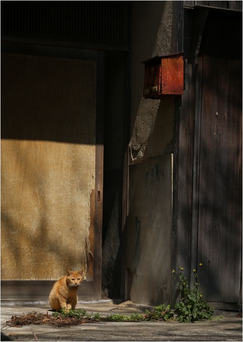 瀬戸芸　男木島　②　(=^・^=)_a0256349_2235644.jpg