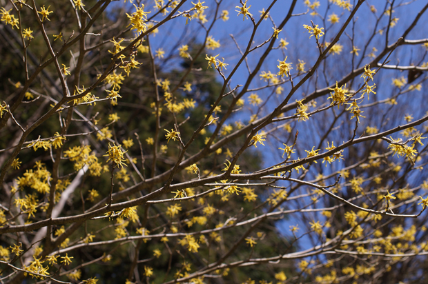 春の花 in 川本_f0214649_4273998.jpg