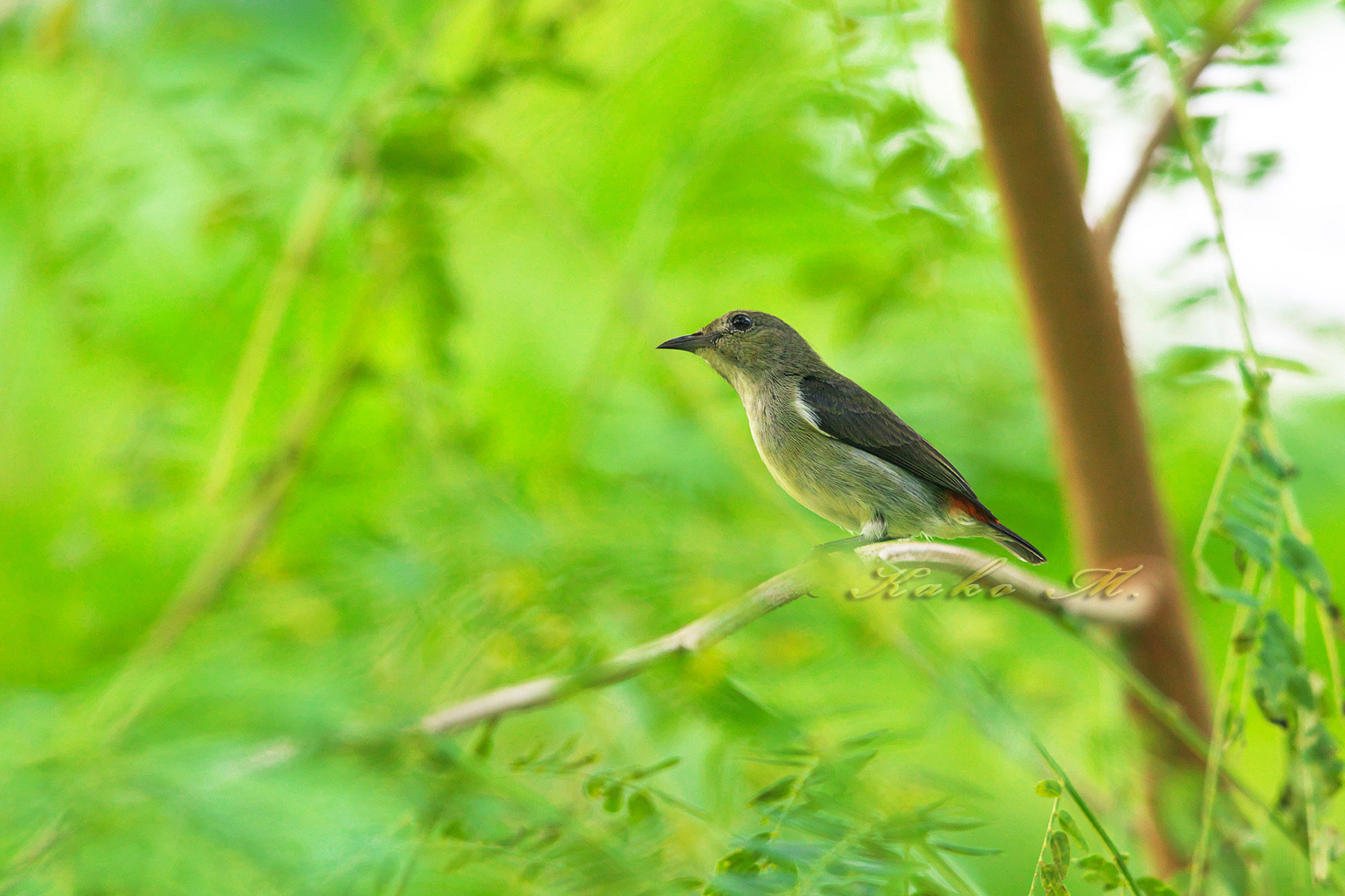 セアカハナドリ　Red-backed Dicaeum_d0013455_19483567.jpg