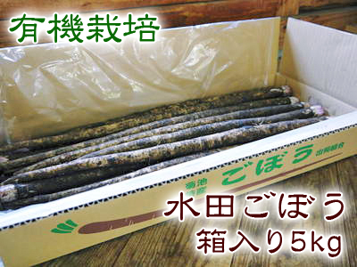 有機栽培の水田ごぼう　元気に成長しています！収穫は4月下旬より!!_a0254656_17151350.jpg