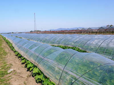 有機栽培の水田ごぼう　元気に成長しています！収穫は4月下旬より!!_a0254656_1720856.jpg