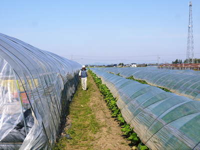 有機栽培の水田ごぼう　元気に成長しています！収穫は4月下旬より!!_a0254656_17243086.jpg