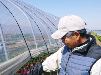 有機栽培の水田ごぼう 元気に成長しています!収穫は4月下旬より!!_a0254656_17264029.jpg