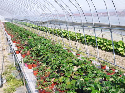 有機栽培の水田ごぼう 元気に成長しています!収穫は4月下旬より!!_a0254656_17455954.jpg