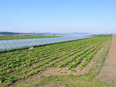 有機栽培の水田ごぼう 元気に成長しています!収穫は4月下旬より!!_a0254656_17561489.jpg