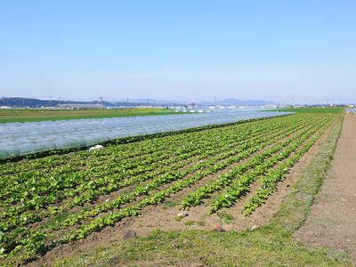 有機栽培の水田ごぼう　元気に成長しています！収穫は4月下旬より!!_a0254656_17561489.jpg