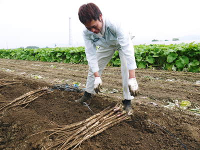 有機栽培の水田ごぼう　元気に成長しています！収穫は4月下旬より!!_a0254656_187548.jpg