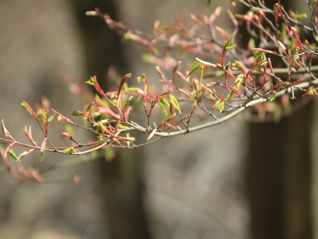 朝倉〜甘木公園の噴水工事と、桜の開花状況ていさつ_b0124456_1914247.jpg