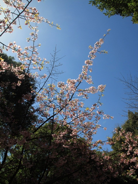 朝倉〜甘木公園の噴水工事と、桜の開花状況ていさつ_b0124456_19193290.jpg