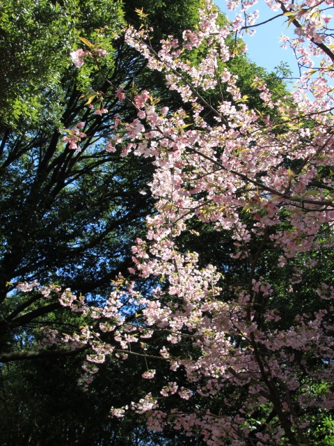 朝倉〜甘木公園の噴水工事と、桜の開花状況ていさつ_b0124456_1919955.jpg